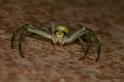 Misumena_vatia_D5020_Z_89_Les Gris_Frankrijk
